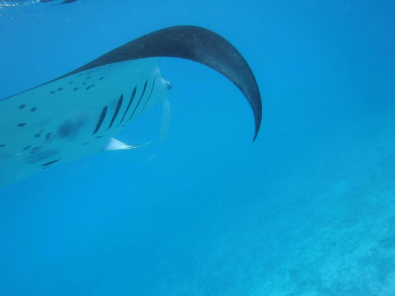 Sancia Lodge Fulidhoo Bagian luar foto